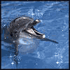 Дельфинка's Avatar