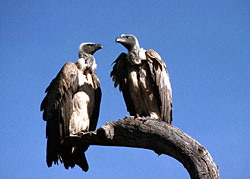 Назва: gypsbengalensis1.jpg
Переглядів: 656
Розмір: 11.1 КБ