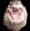 Osipetka's Avatar